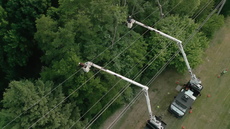 Best Fruit Tree Pruning  in Wolcottville, IN